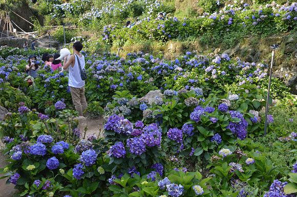 水車寮繡球花13