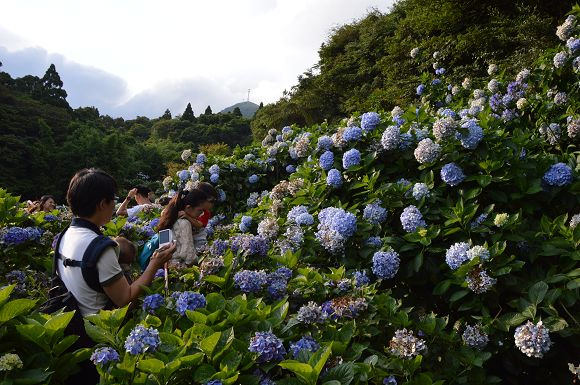水車寮繡球花39