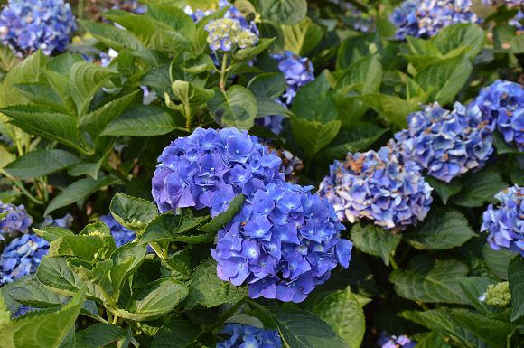 水車寮繡球花18