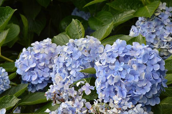 水車寮繡球花40