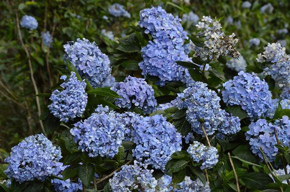 水車寮繡球花26