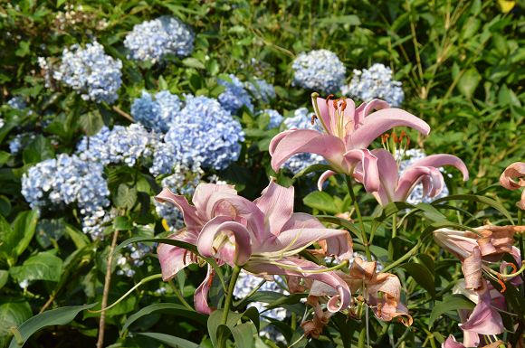 水車寮繡球花29