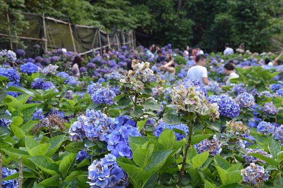 水車寮繡球花16