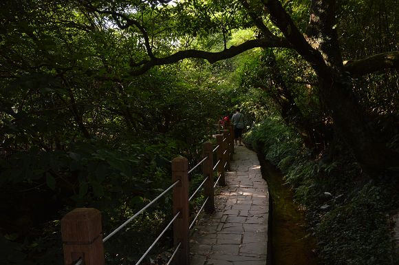 水車寮繡球花07