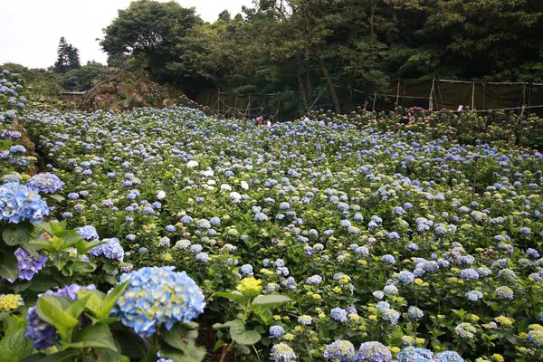 【台北旅遊】陽明山繡球花季-滿坑滿谷的繡球捧花-2015年05月花況