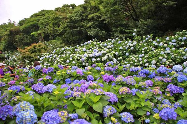 【台北旅遊】陽明山高家繡球花季-滿遍的花團錦簇