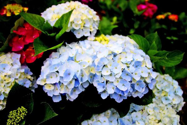 【台北旅遊】陽明山高家繡球花季-滿遍的花團錦簇