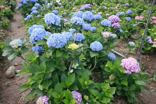 【台北旅遊】陽明山繡球花季-滿坑滿谷的繡球捧花-2015年05月花況