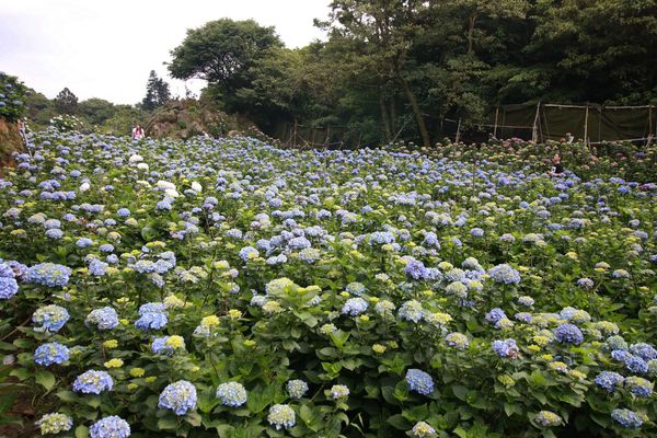 【台北旅遊】陽明山繡球花季-滿坑滿谷的繡球捧花-2015年05月花況