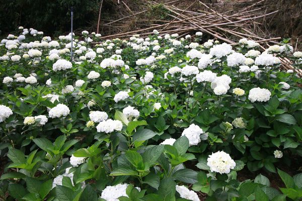 【台北旅遊】陽明山繡球花季-滿坑滿谷的繡球捧花-2015年05月花況