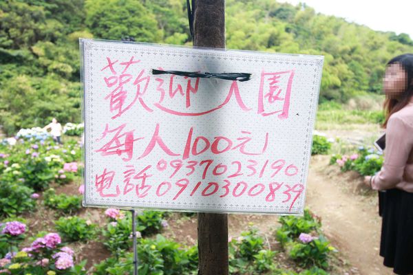 【台北旅遊】陽明山繡球花季-滿坑滿谷的繡球捧花-2015年05月花況