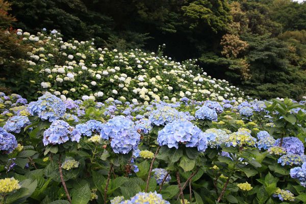 【台北旅遊】陽明山繡球花季-滿坑滿谷的繡球捧花-2015年05月花況