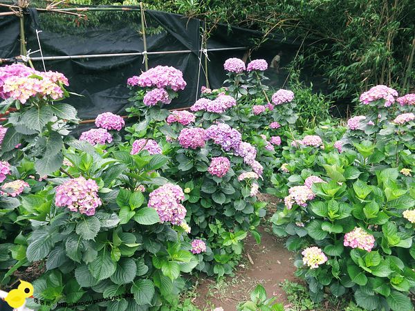 【台北 旅遊】陽明山-隱藏在步道中的花團錦簇