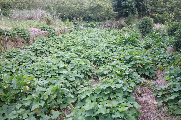 【台北旅遊】陽明山繡球花季-滿坑滿谷的繡球捧花-2015年05月花況
