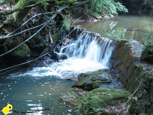 【台北 旅遊】陽明山-隱藏在步道中的花團錦簇