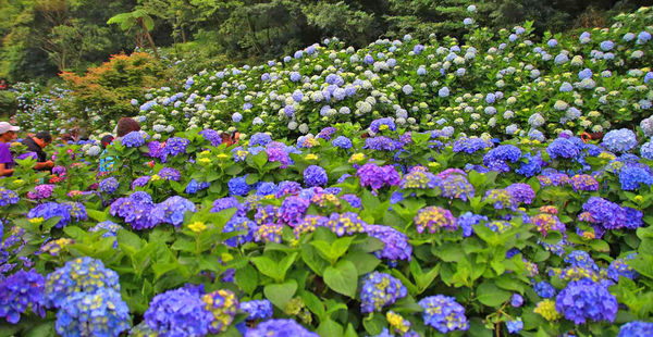 【台北旅遊】陽明山高家繡球花季-滿遍的花團錦簇