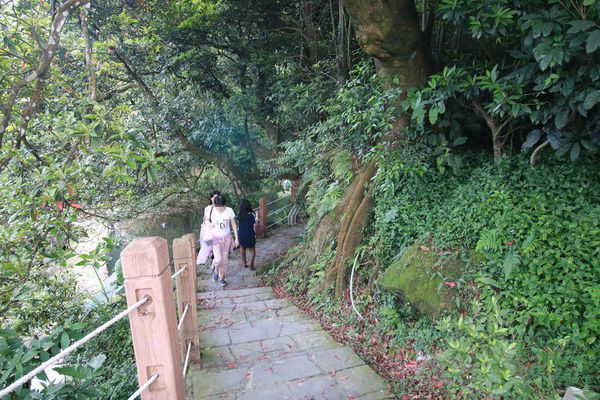 【台北旅遊】陽明山繡球花季-滿坑滿谷的繡球捧花-2015年05月花況