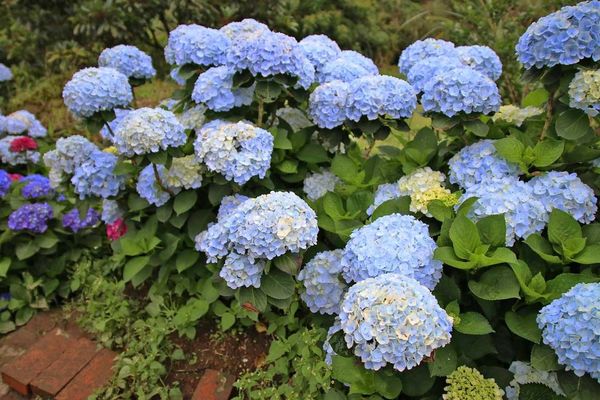 【台北旅遊】陽明山高家繡球花季-滿遍的花團錦簇