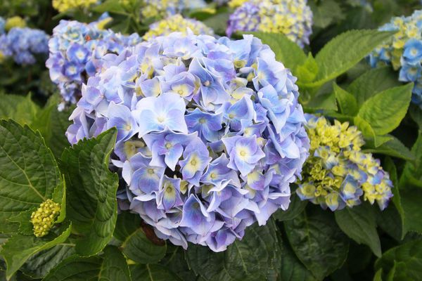 【台北旅遊】陽明山繡球花季-滿坑滿谷的繡球捧花-2015年05月花況