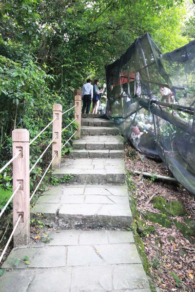 【台北旅遊】陽明山繡球花季-滿坑滿谷的繡球捧花-2015年05月花況