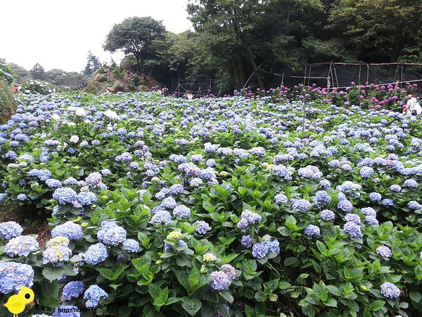 【台北 旅遊】陽明山-隱藏在步道中的花團錦簇