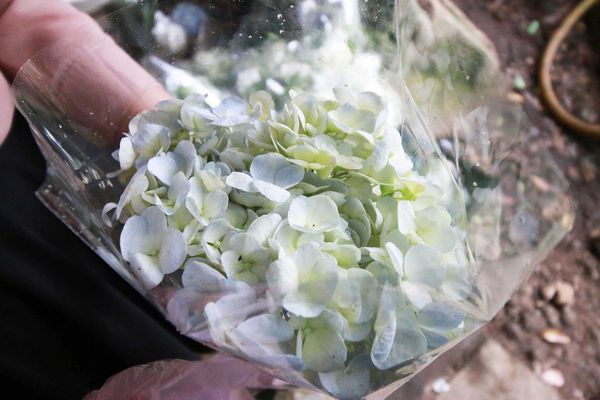 【台北旅遊】陽明山繡球花季-滿坑滿谷的繡球捧花-2015年05月花況