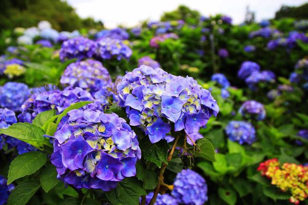 【台北旅遊】陽明山高家繡球花季-滿遍的花團錦簇