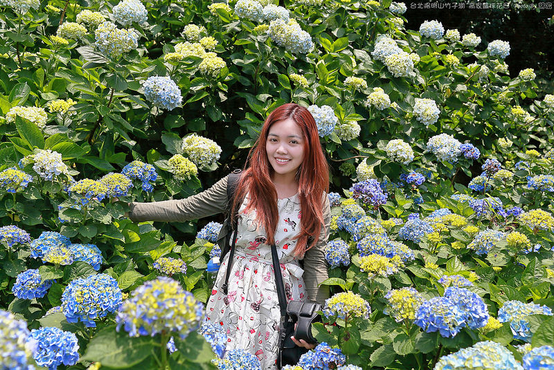 2015.05.17~台北陽明山竹子湖高家繡球花田遊拍