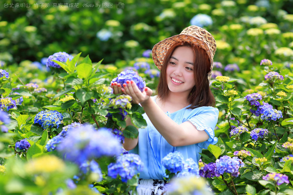 2016.05.15~台北陽明山竹子湖高家繡球花