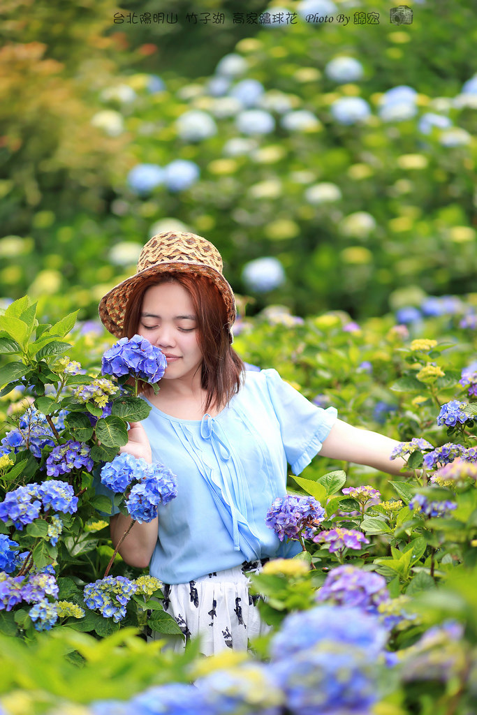 2016.05.15~台北陽明山竹子湖高家繡球花