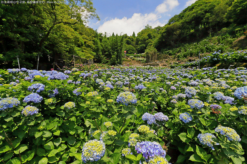 2015.05.17~台北陽明山竹子湖高家繡球花田遊拍