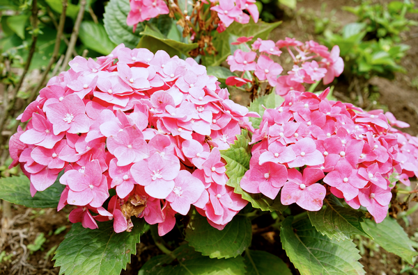 螢幕快照 2015-05-19 下午7.44.35