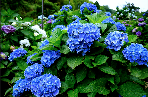 螢幕快照 2015-05-19 下午7.33.43