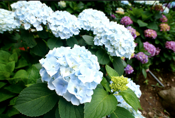 螢幕快照 2015-05-19 下午7.34.26