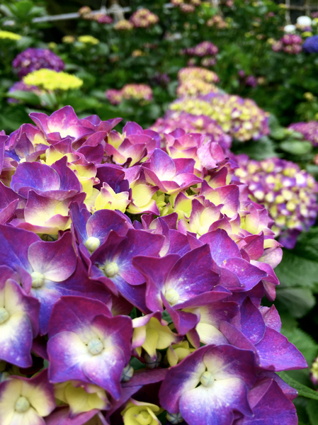 螢幕快照 2015-05-19 下午7.41.10