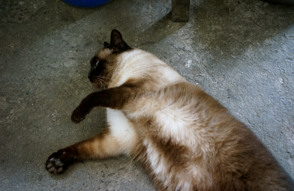 螢幕快照 2015-05-19 下午7.48.55