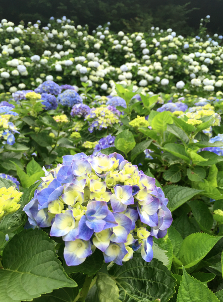 螢幕快照 2015-05-19 下午7.39.55