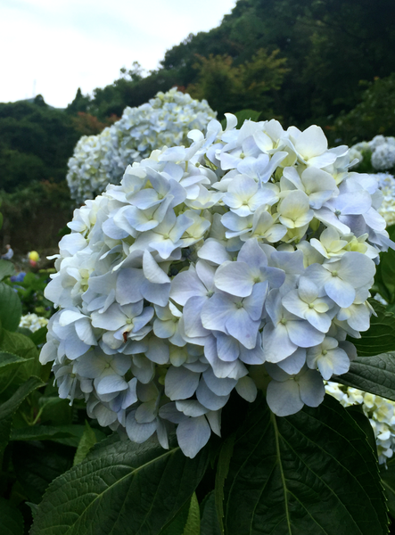 螢幕快照 2015-05-19 下午7.38.36