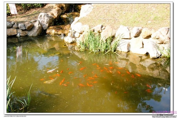 心鮮森林莊園餐廳：【美食♥新竹】☼心鮮森林莊園餐廳☼風景美氣氛佳,空氣清新,一起度過美好時光♥♥