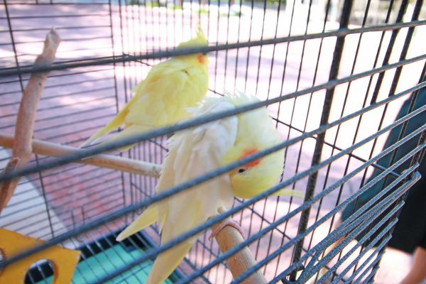 【新竹旅遊】心鮮森林莊園餐廳-假日休閒旅遊好去處