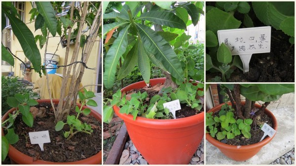 鐵道咖啡：【口碑券3】坐在鐵道旁~愜意喝咖啡『鐵道咖啡/高雄鼓山』