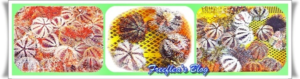 三明美食:✜ 意想不到滴新北市萬里龜吼漁港驚喜初體驗 -「三明美食」>O<…