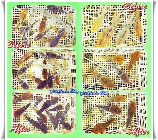 三明美食:✜ 意想不到滴新北市萬里龜吼漁港驚喜初體驗 -「三明美食」>O<…