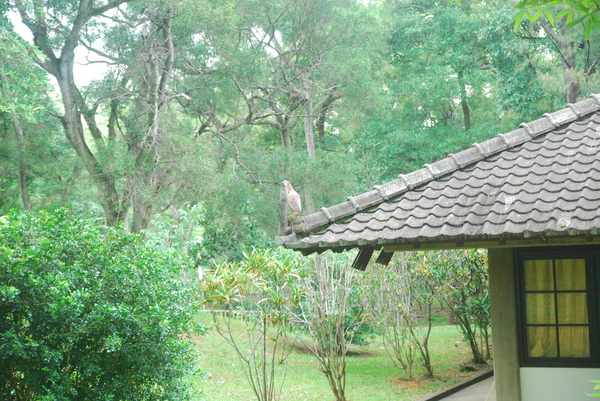 東海大學:東海大學-散步約會的好地方