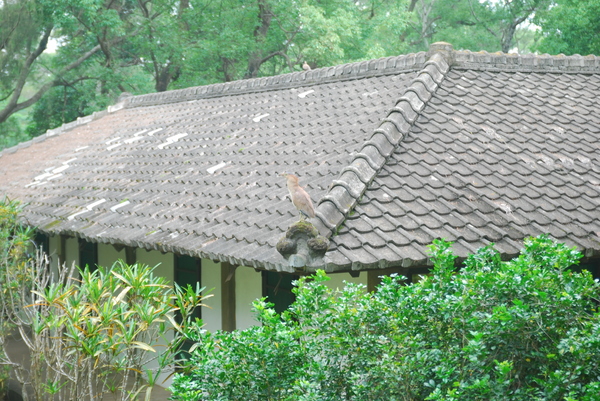 東海大學:東海大學-散步約會的好地方