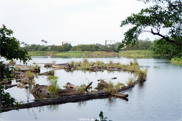 羅東林業文化園區：宜蘭 羅東林場~婀娜多姿的漂流木造型