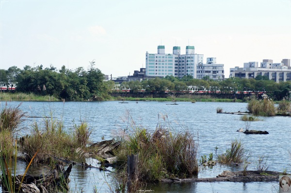 羅東林業文化園區：宜蘭 羅東林場~婀娜多姿的漂流木造型