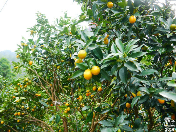 望龍埤:宜蘭花果野食趣 ,在果園裡面吃金棗的裸食饗宴!