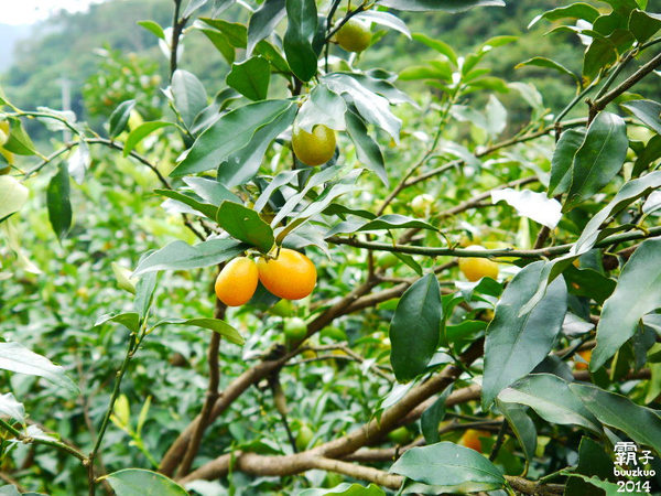 望龍埤:宜蘭花果野食趣 ,在果園裡面吃金棗的裸食饗宴!