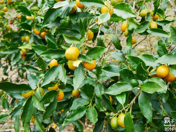 望龍埤:宜蘭花果野食趣 ,在果園裡面吃金棗的裸食饗宴!